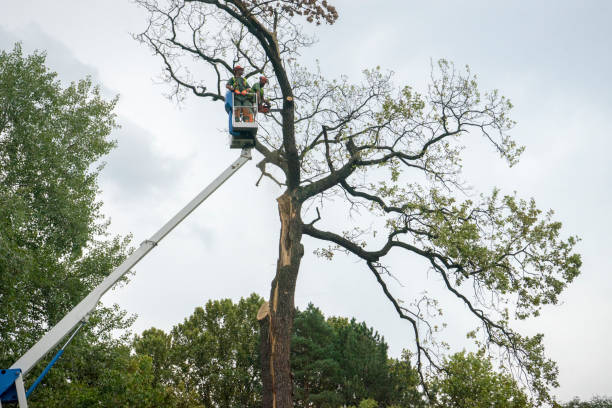  Hatch, NM Tree Care Services Pros